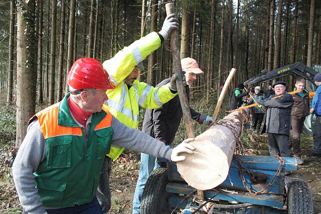 Bild 2: Fuhrmänner holen den Markdorfer Narrenbaum im Gewann Burgstall aus dem Wald