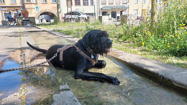 Gar nicht wasserscheu: Riesenschnauzer Fridolin von Siegfried Grimm legt sich gleich ganz ins Bächle.