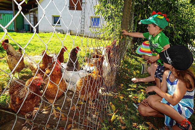 Diese Hühner stehen zwar nicht auf dem Programm, doch das kümmert niemanden; die Kinder haben ihren Spaß.