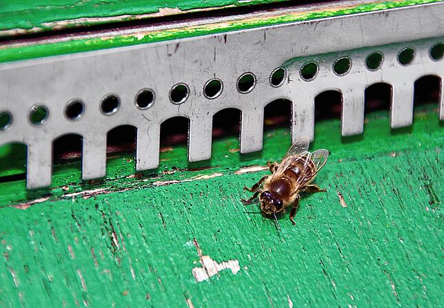 So können Imker zumindest das Eindringen der Asiatischen Hornissen in die Bienenstöcke verhindern. Die fünf Millimeter breiten Öffnungen ...