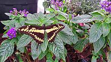 Bei der Schmetterlingsschau zu bestaunen: Ein Königs-Schwalbenschwanz auf einer Vanilleblume (Heliotrop).