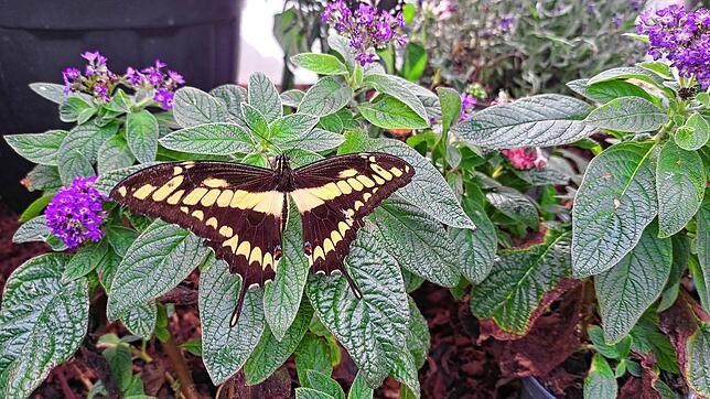 Bei der Schmetterlingsschau zu bestaunen: Ein Königs-Schwalbenschwanz auf einer Vanilleblume (Heliotrop).