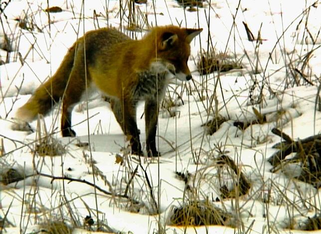 In seinen Filmen zeigt Hilbenz die Tier- und Pflanzenwelt des Bodanrücks. Hier wittert ein Fuchs eine Maus.
