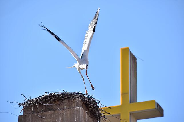 Storch Hans hebt vom Nest auf dem Gefallenendenkmal ab. Im Hintergrund ist das Kreuz der Kirche St. Oswald. Archivbild: Ramona Löffler