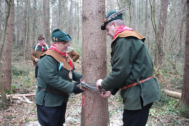 Bild 1: So kommt der Narrenbaum vom Wald in die Stadt