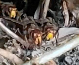 Bild 1: Hornissen im Anflug: Harmlose Brummer oder gefährliche Insekten?