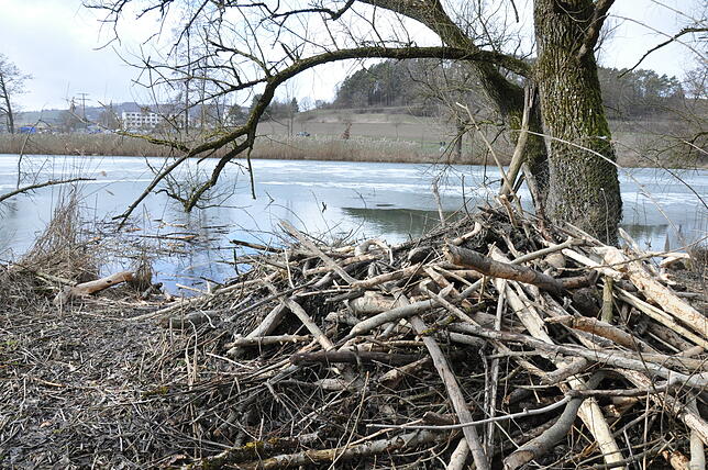 Die Biberburg am Eisweiher.