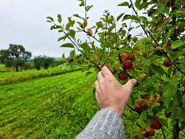 Kein Kavaliersdelikt: Obst auf einer frei zugänglichen, aber privaten Plantage bei Überlingen.