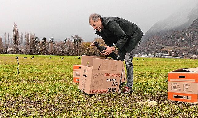 Projektleiter Johannes Fritz mit einem Waldrappen. Im vergangenen Winter wurden die Vögel in Frickingen ein- und in Südtirol wieder ...