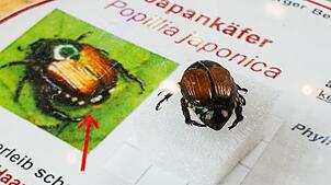 Der Japankäfer gehört in der EU zu den Schädlingen, die bekämpft werden müssen. (Archivbild)