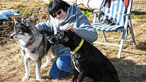 Kuscheln mit den Schlittenhunden war ausdrücklich erlaubt im Waldhaus Husky-Camp in Schwarzenbach