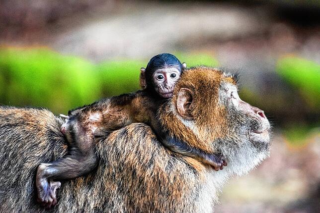 Affen sind Herdentiere: Ein Berberaffenbaby auf dem Rücken eines Männchens.