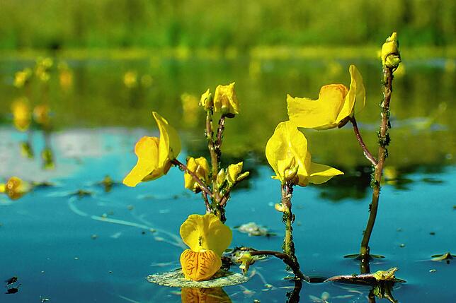 Die leuchtend gelbe Blüten des Wasserschlauchs, einer fleischfressenden Pflanze, der sich schnell angesiedelt hat.
