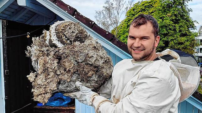 Lukas Albert mit einem besonders großen Exemplar eines Wespennests: Etwa 1,20 Meter auf 80 Zentimeter groß war diese von ihm entfernte ...