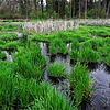 Solche Biotopflächen (hier eine Aufnahme aus Böhringen), die zum Beispiel durch Biber entstehen, sind für die Biotopvernetzung besonders ...