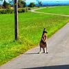 Ein Bild, das am Dienstag entstanden ist und Skippy bei Buchenberg zeigt. Eingefangen werden konnte das Känguru bis jetzt aber nicht.