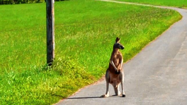 Ein Bild, das am Dienstag entstanden ist und Skippy bei Buchenberg zeigt. Eingefangen werden konnte das Känguru bis jetzt aber nicht.
