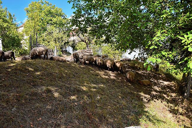 Die steilen Hänge des Stadtbergs werden von Schafen beweidet. Bei der sommerlichen Hitze suchen sie sich gerne einen Schattenplatz.