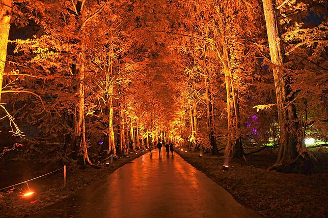 Bild 17: Insel Mainau: Bilder vom Start des Christmas Garden 2023 - Teil 1