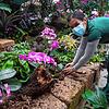 Mainau-Floristin Claire Behra bei der Arbeit: Besucher dürfen jedoch erst wieder auf die beliebte Blumeninsel, wenn es die ...