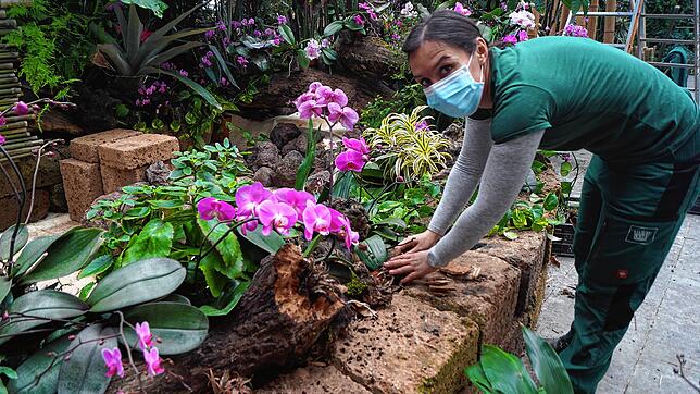 Mainau-Floristin Claire Behra bei der Arbeit: Besucher dürfen jedoch erst wieder auf die beliebte Blumeninsel, wenn es die ...