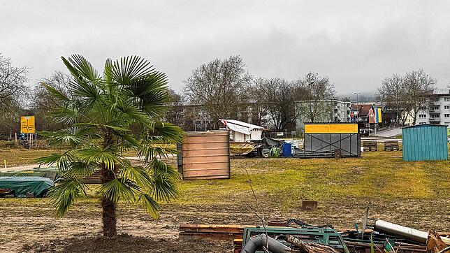 Kleingärtner ziehen um: Die erste Palme in der Gettnau.