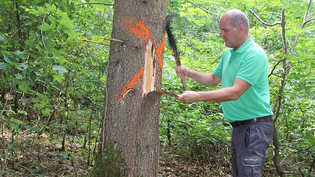 Förster Jürgen Bacher entfernt mit seiner Axt ein Stück Rinde, um den Befall der markierten Fichte mit Borkenkäfern zu zeigen.