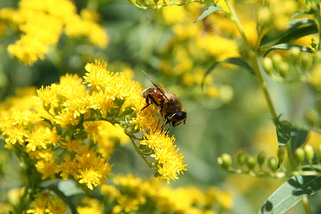 Bienen haben es schwer. Doch gegen das Volksbegehren „Artenschutz“ regt sich von Seiten der Landwirtschaft Widerstand.