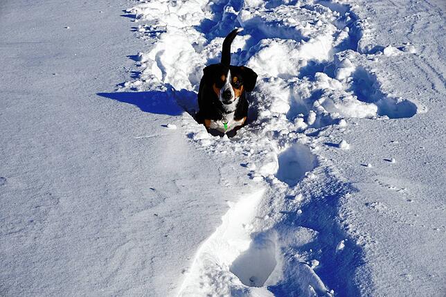 Hunde haben einen Heidenspaß im Schnee, hier eine Entlebucher Sennenhündin in Albbruck-Birkingen.