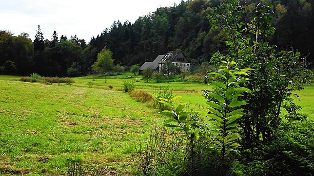 Die Nonnenwiese in der Nähe des Klosters Hegne kann komplett umrundet werden. Bilder: Bernd Kern