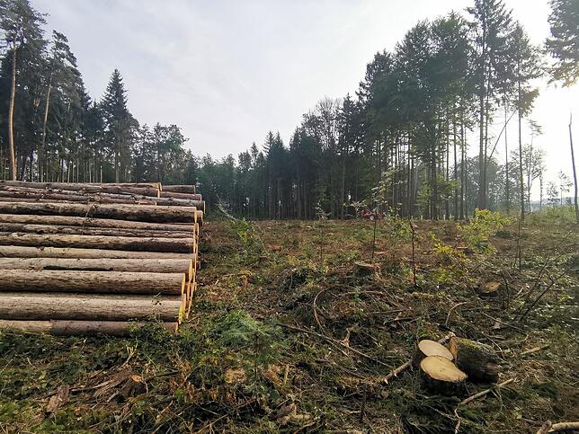 Im städtischen Forst stapelt sich das eingeschlagene Holz, die Forstmitarbeiter kommen mit der Arbeit kaum hinterher. Die Holzpreise ...