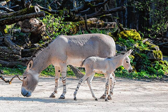 Neugierig ist der kleine Somali-Wildesel-Hengst.