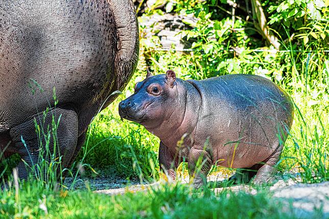 Bild 9: So niedlich: Flusspferd-Baby Serena entdeckt die Welt