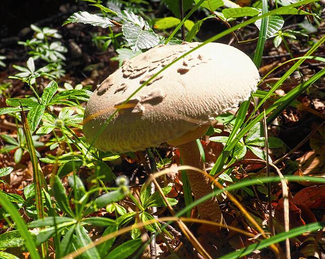 Der Parasol, auch er ein ergiebiger Speisepilz, ist derzeit in den Wäldern anzutreffen und zählt zu den Champignon-artigen Vertretern ...