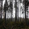 Wegen der hohen Temperaturen und der enormen Trockenheit im Wald in VS und der Region, warnt das Forstamt vor Waldbränden.