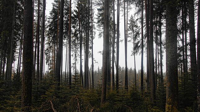 Wegen der hohen Temperaturen und der enormen Trockenheit im Wald in VS und der Region, warnt das Forstamt vor Waldbränden.