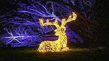 (Archivbild) Mehrere beleuchtete Tiere &ndash; wie hier ein Elch &ndash; zieren 2022 den Wegesrand beim Christmas Garden Mainau. In ...