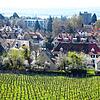 Ein Teil des Sierenmoos, fotografiert vom Höhenweg, im Vordergrund die Weinberge der Spitalstiftung.