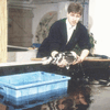 1994: Richard Hilble an einem seiner Innenbecken für die Kois. 1990 gründete er Sakanaya in Markdorf. Seither widmet er sein Berufsleben ...