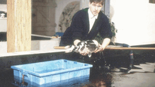 1994: Richard Hilble an einem seiner Innenbecken für die Kois. 1990 gründete er Sakanaya in Markdorf. Seither widmet er sein Berufsleben ...