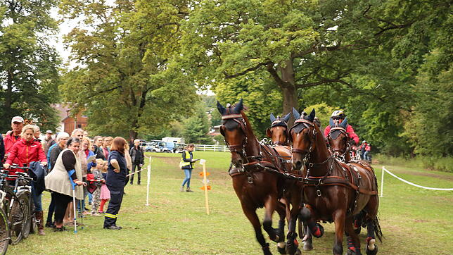 Rasender Pferdesport, ganz nah. Zu viel Tuchfühlung zwischen Zuschauern und Sportlern war am Samstag ein ernstes Thema im Schlosspark. ...