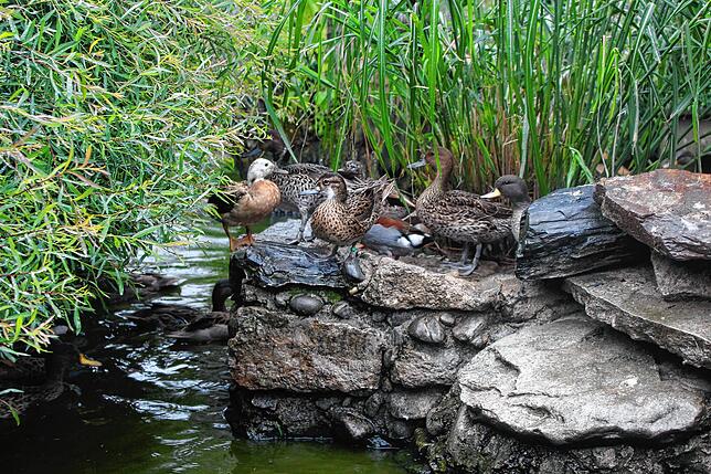 Für die Enten hat Rudolf Horlacher einen Teich angelegt. Das Veterinäramt habe keinerlei Beanstandungen an der Unterbringung seiner ...