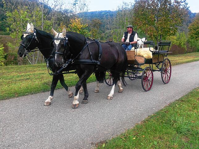 Eine Kutschfahrt in der idyllischen Umgebung Bräunlingens.