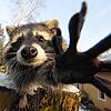 Ein Waschbär: Die Tiere genießen bei Menschen oft Sympathien, sind derzeit aber Überträger einer gefährlichen Hundekrankheit im ...