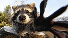 Ein Waschbär: Die Tiere genießen bei Menschen oft Sympathien, sind derzeit aber Überträger einer gefährlichen Hundekrankheit im ...