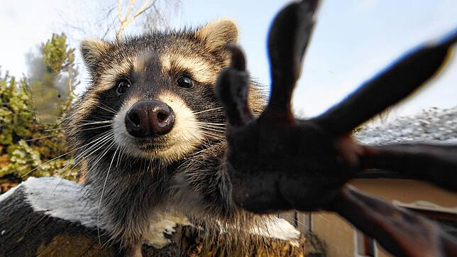 Ein Waschbär: Die Tiere genießen bei Menschen oft Sympathien, sind derzeit aber Überträger einer gefährlichen Hundekrankheit im ...