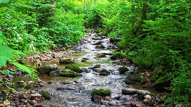 Der Schwarzenbach ein Stück oberhalb der Schwarzen Säge. So soll der Bach nach der Renaturierung überall aussehen.