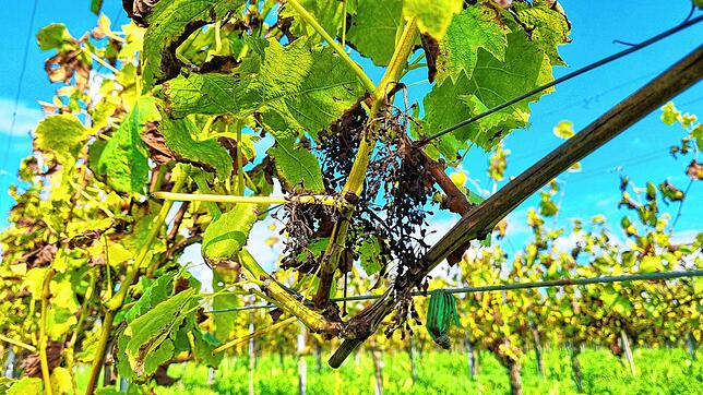 In dieser Anlage wird der Müller-Thurgau rein biologisch angebaut. Dieses Jahr sind die Trauben vertrocknet, das Laub ist von Pilzen ...