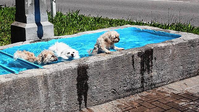 in diesen heißen Sommertagen ist das Schwimmbad im Küssaberger Ortsteil Reckingen gut besucht, die Menschen suchen und finden Abkühlung ...