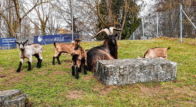 Ziegen im Seeburgpark in Kreuzlingen.